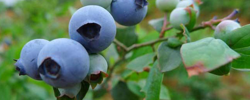 如何在家种蓝莓