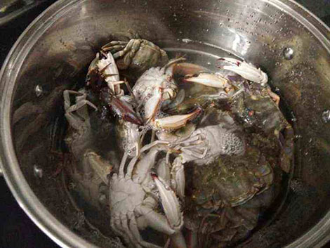 如何洗螃蟹不被夹手 螃蟹怎么洗不会夹到手