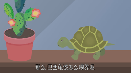 巴西龟怎么养放多少水？
