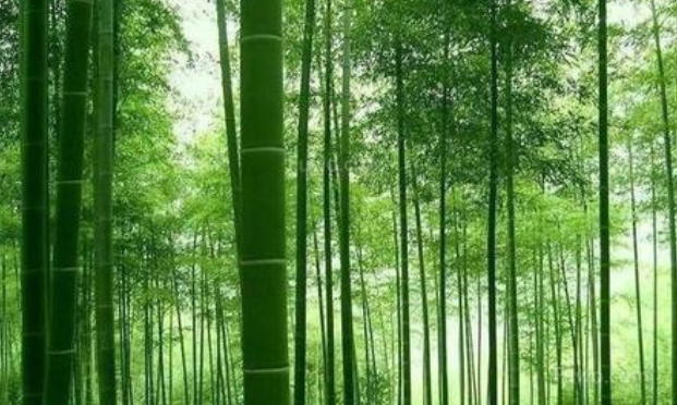 竹子有什么用途 竹子可以做什么？
