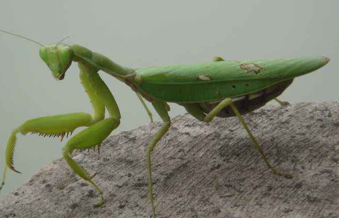 螳螂是益虫还是害虫 螳螂是怎么繁殖后代的