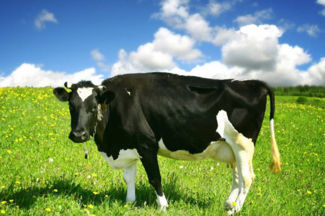 奶牛为什么会一直产奶 奶牛为什么是黑白的