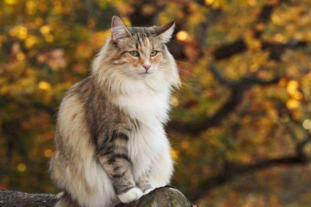 挪威森林猫的缺点 森林精灵的习性