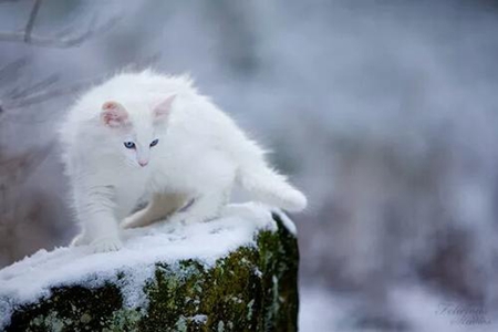 挪威森林猫的缺点 森林精灵的习性