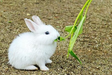 兔子怎么养 注意这几点小兔子养的健康又可爱