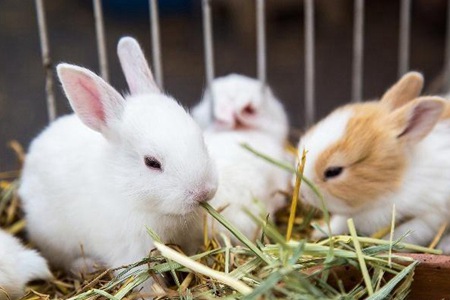 兔子怎么养 注意这几点小兔子养的健康又可爱