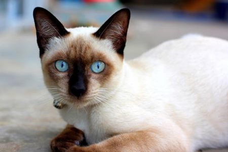 为什么养暹罗猫的人少 这些原因不容忽视