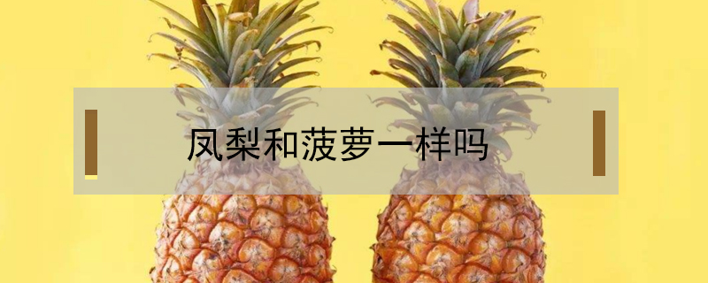 凤梨和菠萝一样吗