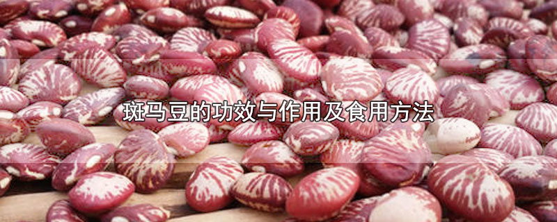 斑马豆的功效与作用及食用方法