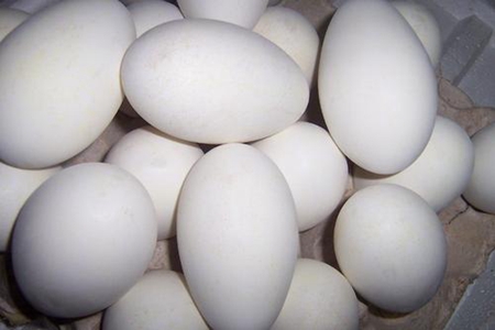鹅蛋什么人不能吃 吃鹅蛋的六大禁忌