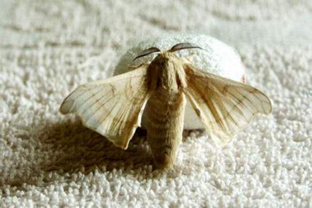 雄蚕蛾的功效与作用 女性能不能吃雄蚕蛾