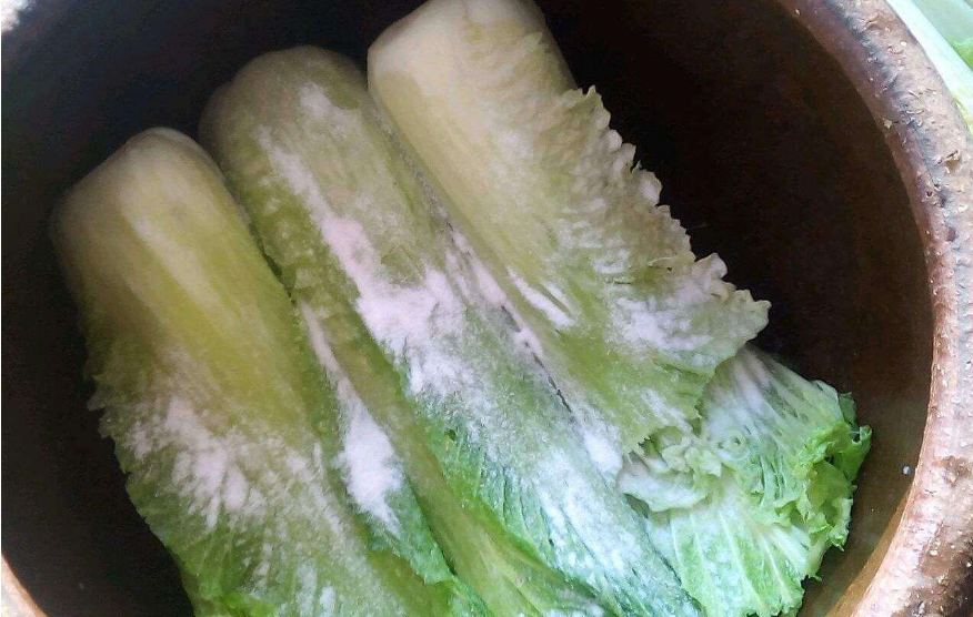 100斤白菜能腌出多少斤酸菜