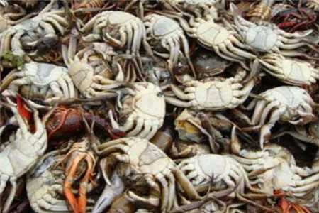 什么样的螃蟹不能吃 螃蟹的哪些部位不能吃