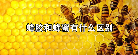 蜂胶和蜂蜜有什么区别