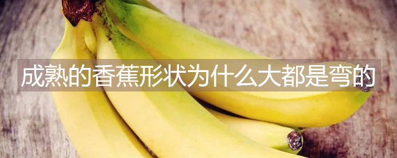 为什么成熟的香蕉形状大都是弯的？