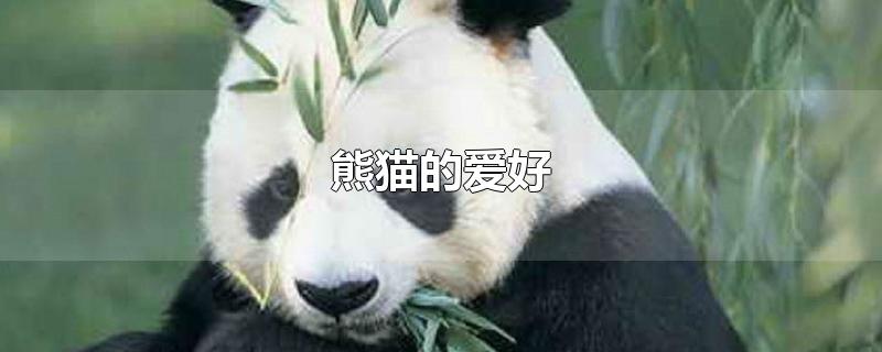 熊猫的爱好 熊猫的寿命最长多少年
