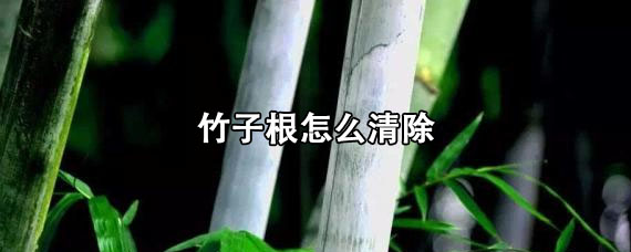 竹子根怎么清除 竹子根系深度是多少