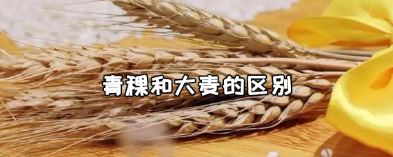 青稞和大麦的区别是什么/青稞和大麦一样吗