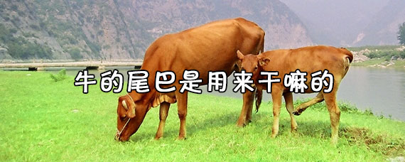 牛的尾巴是用来干嘛的 牛的尾巴能吃吗