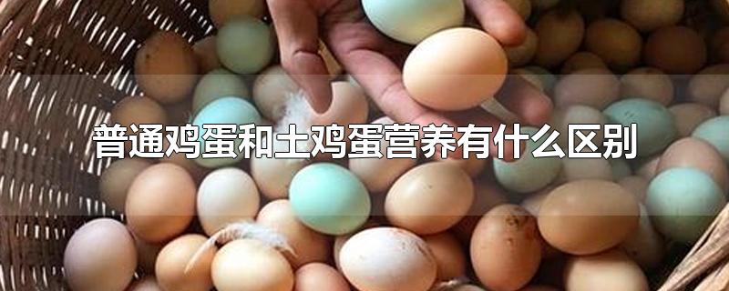 普通鸡蛋和土鸡蛋营养有什么区别 土鸡蛋真的更有营养吗