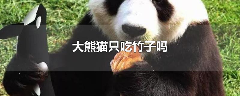 大熊猫只吃竹子吗 大熊猫喜欢独居还是群居