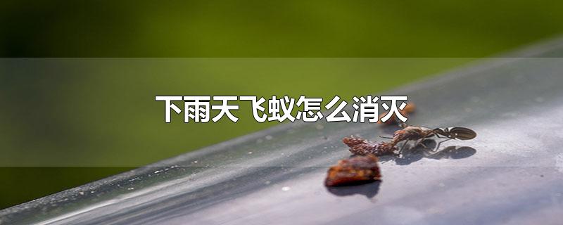 下雨天飞蚁怎么消灭 下雨天飞蚁有毒吗