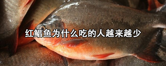 红鲳鱼为什么吃的人越来越少（鲳鱼吃多了会怎么样）