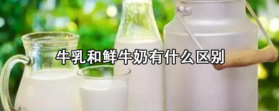 牛乳和鲜牛奶有什么区别 牛乳和鲜牛奶哪个要好一点