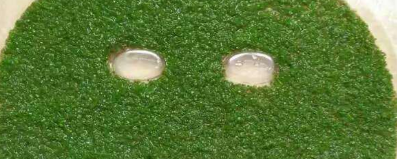 海藻面膜是不是冰粉籽_冰粉籽和海藻的区别图
