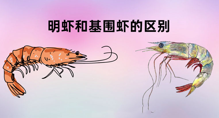 明虾青虾基围虾有什么区别/明虾和基围虾是海虾吗